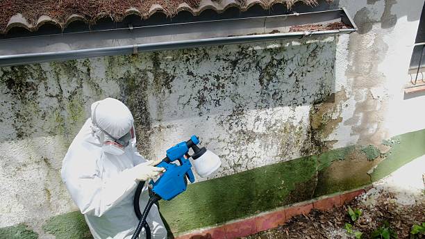Trusted Basement Mold Remediation service in Old Bridge, NJ - Cheap Mold Removal